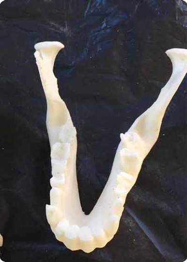 mandibl
