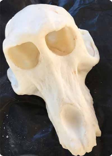 mandibl2